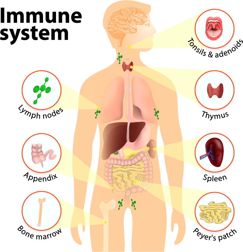 Our Immune System