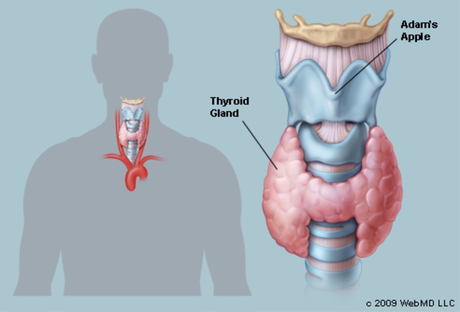 Understanding Thyroid